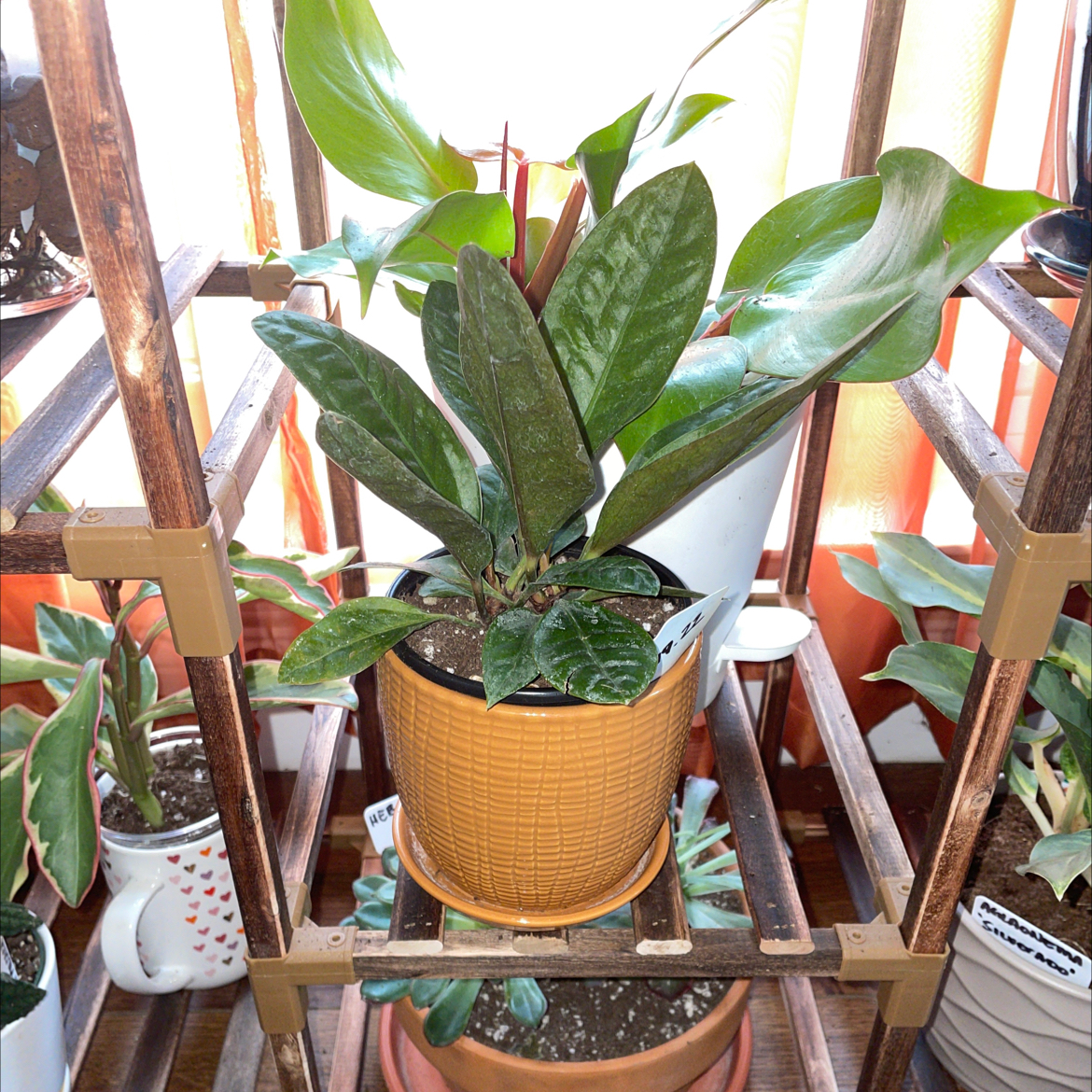 Anthurium superbum plant in a pot on a wooden shelf with other plants in the background.