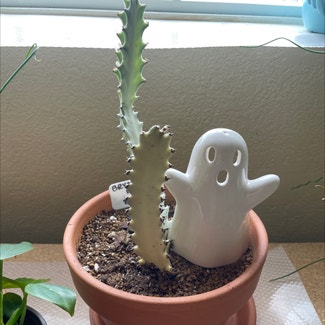 White Ghost Euphorbia plant in Waxahachie, Texas
