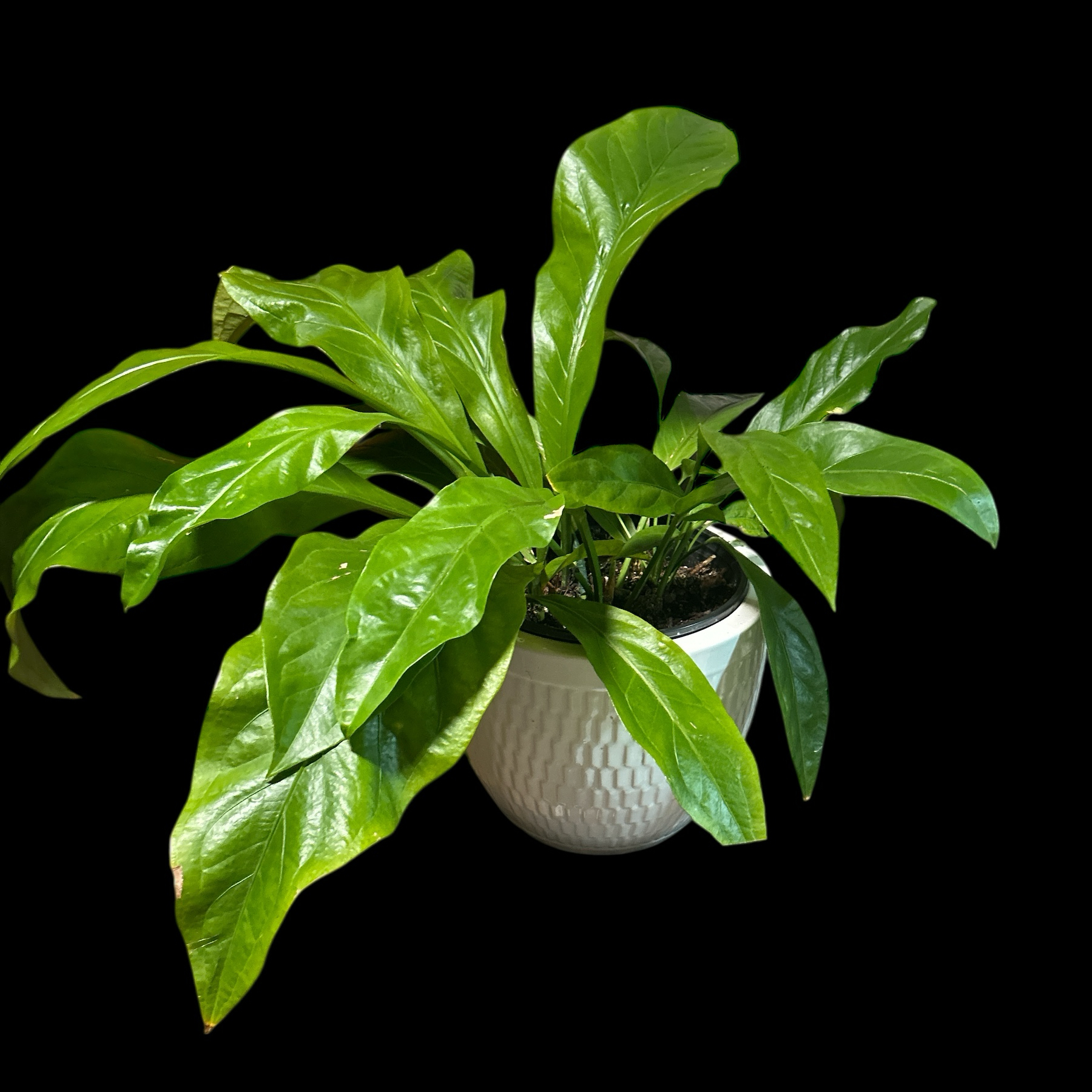 Photo of the plant species Anthurium Jungle King by @YammieOf3 named Anthurium DRW Arrangement on Greg, the plant care app