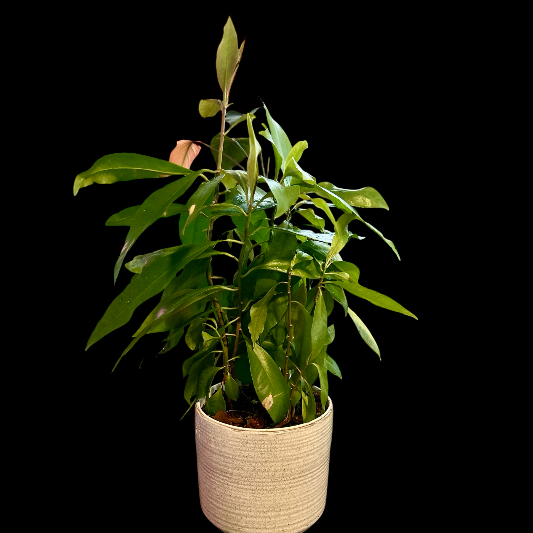 Photo of the plant species Ardisia Plant by @YammieOf3 named Ardisia BDRMW ‘Aralia Fabian’ on Greg, the plant care app