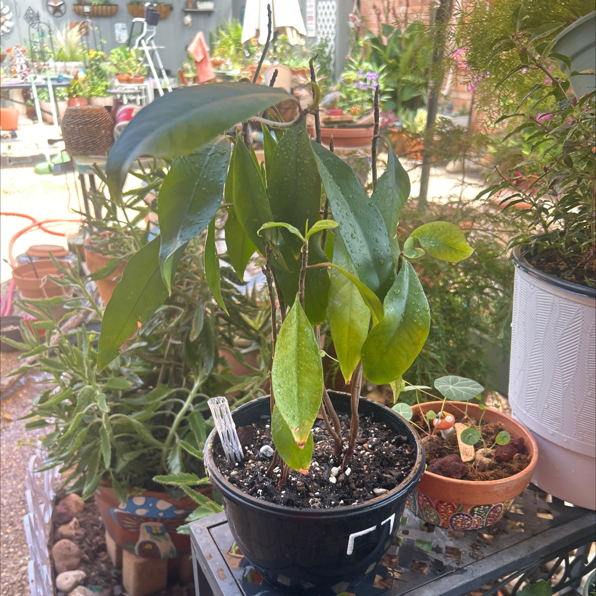 Photo of the plant species Ardisia Plant by @YammieOf3 named Ardisia BP ‘Aralia Fabian’ on Greg, the plant care app