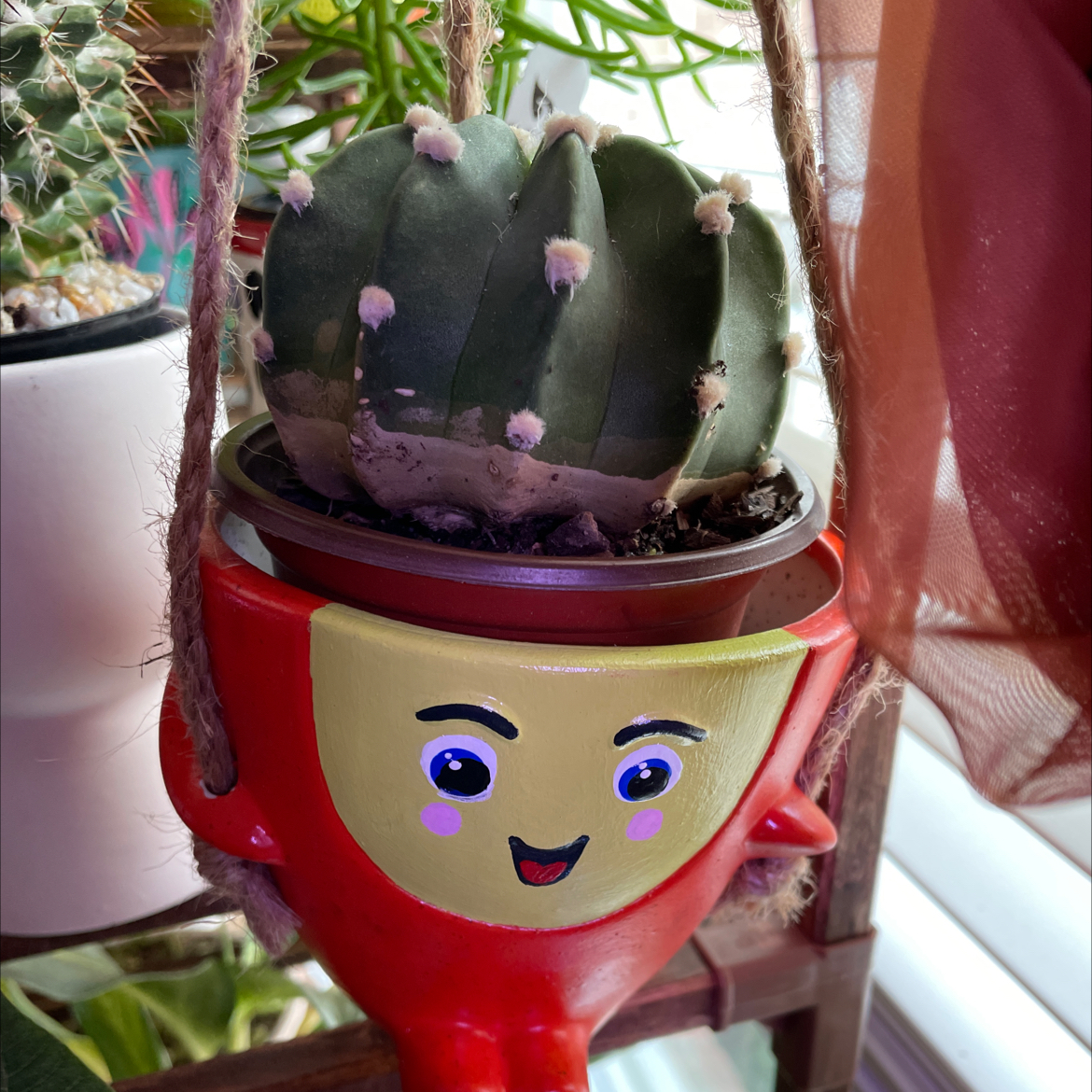 Domino Cactus in a decorative hanging pot, appears healthy with no visible issues.