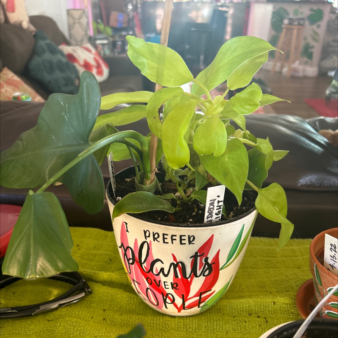 Philodendron 'Malay Gold' plant in a decorative pot with visible soil, healthy green leaves.
