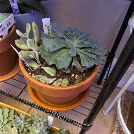 Photo of the plant species Echeveria 'Blue Heron' by Yammieof3 named Succulents IN1 (front door) on Greg, the plant care app