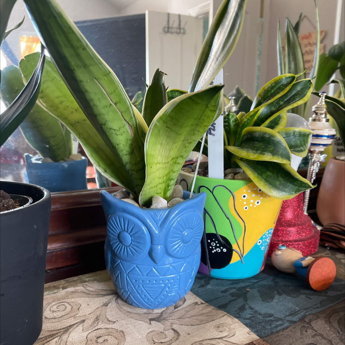 Sansevieria Night Owl plant in a blue owl-shaped pot, healthy green leaves.