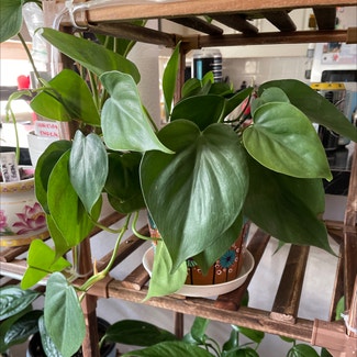 Heartleaf Philodendron plant in Waxahachie, Texas