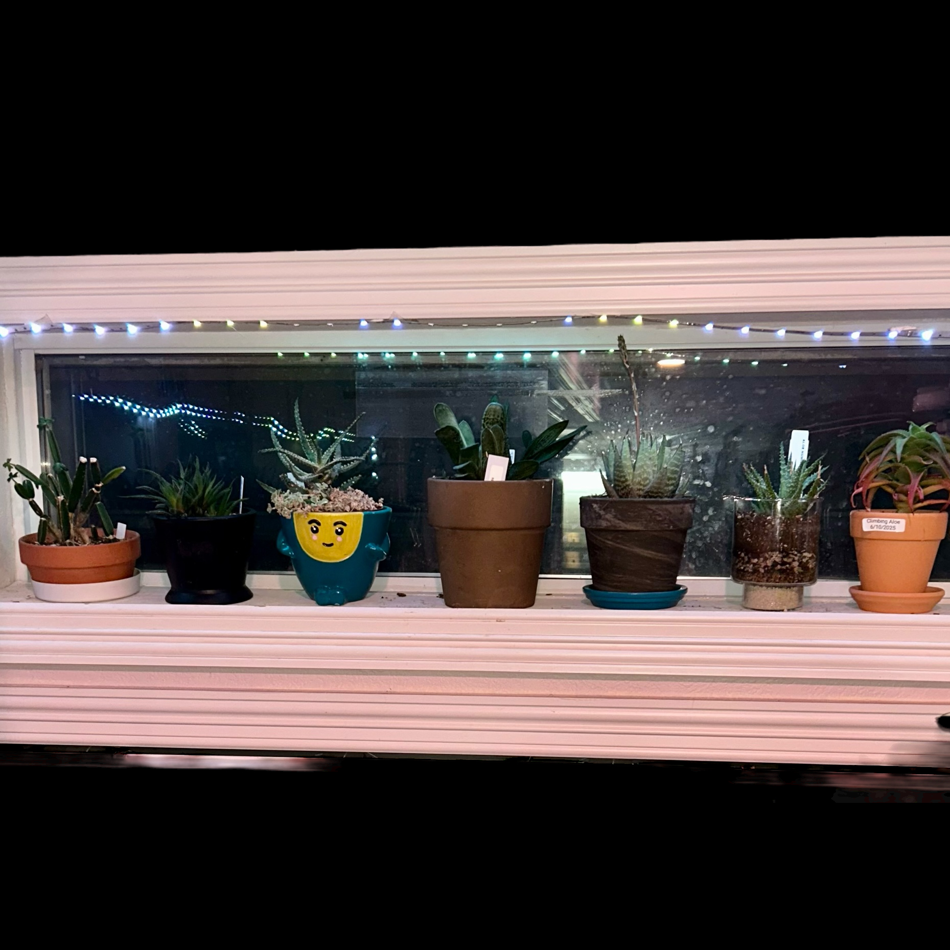 Photo of the plant species Aloe descoingsii by @YammieOf3 named UW4 Aloe/Haworthia Mix on Greg, the plant care app
