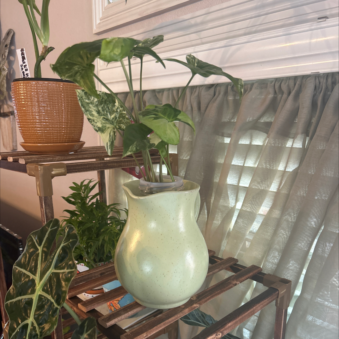 Three Kings Syngonium plant in a light green pot on a wooden shelf indoors.