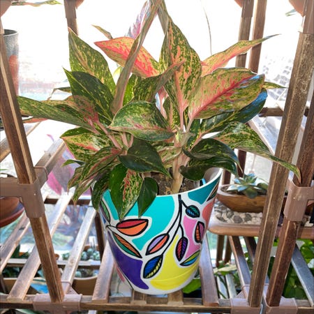 Photo of the plant species Dazzling Gem Chinese Evergreen by @YammieOf3 named Aggie LRR Dazzling Gem on Greg, the plant care app