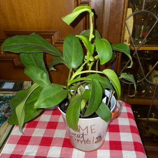 Philodendron 'Eva' plant in Waxahachie, Texas