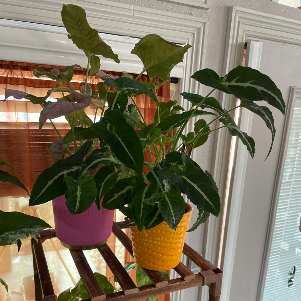 Syngonium wendlandii plant in a well-lit indoor setting with vibrant green leaves.