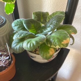African Violet plant in Waxahachie, Texas