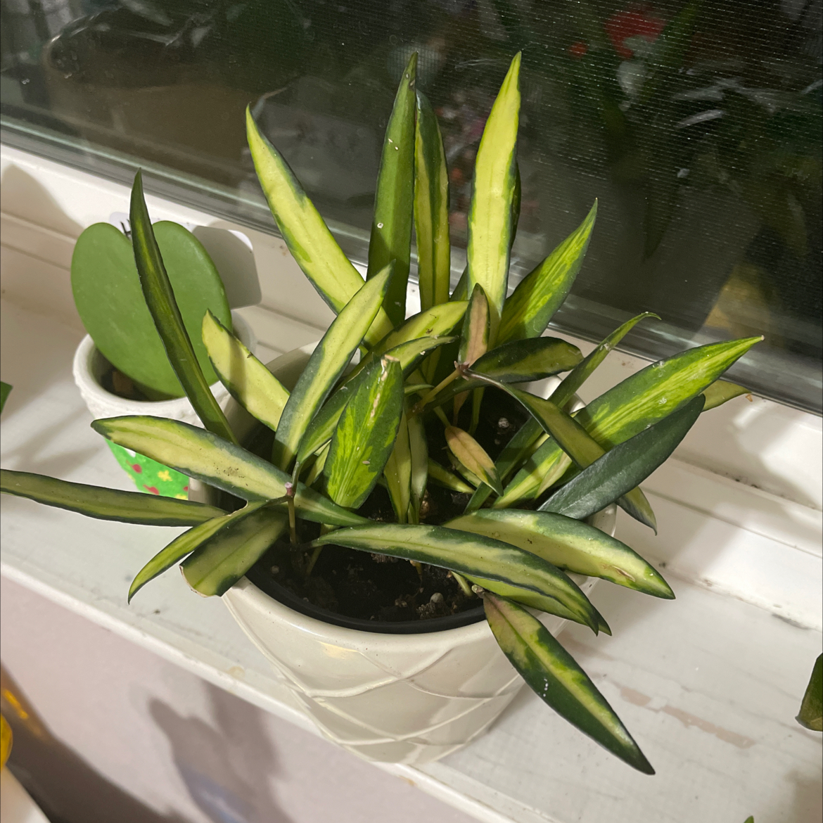 Variegated Hoya wayetii plant in a pot with some slight browning on leaves.