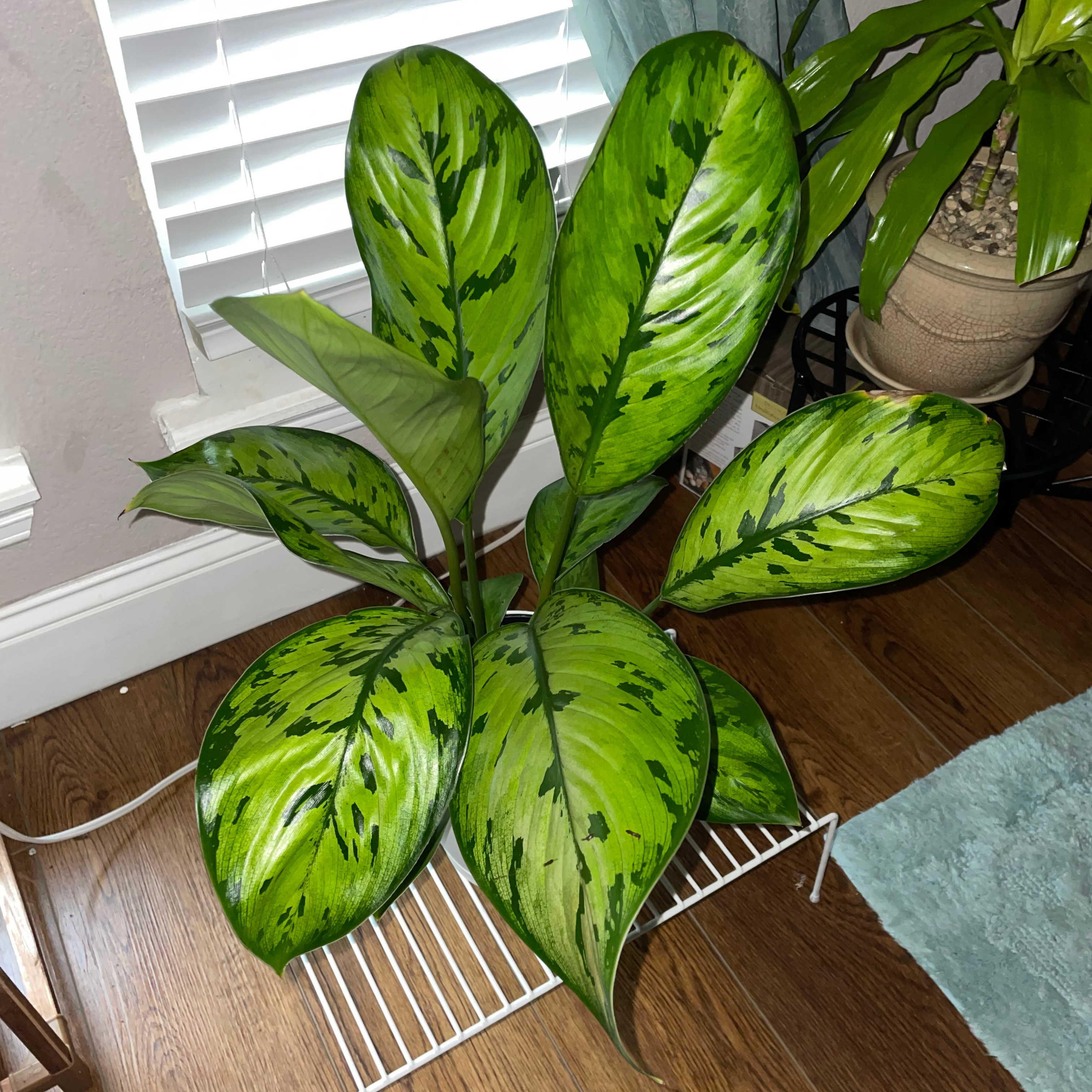 Homalomena 'Selby' plant with large, glossy green leaves featuring dark green patterns.