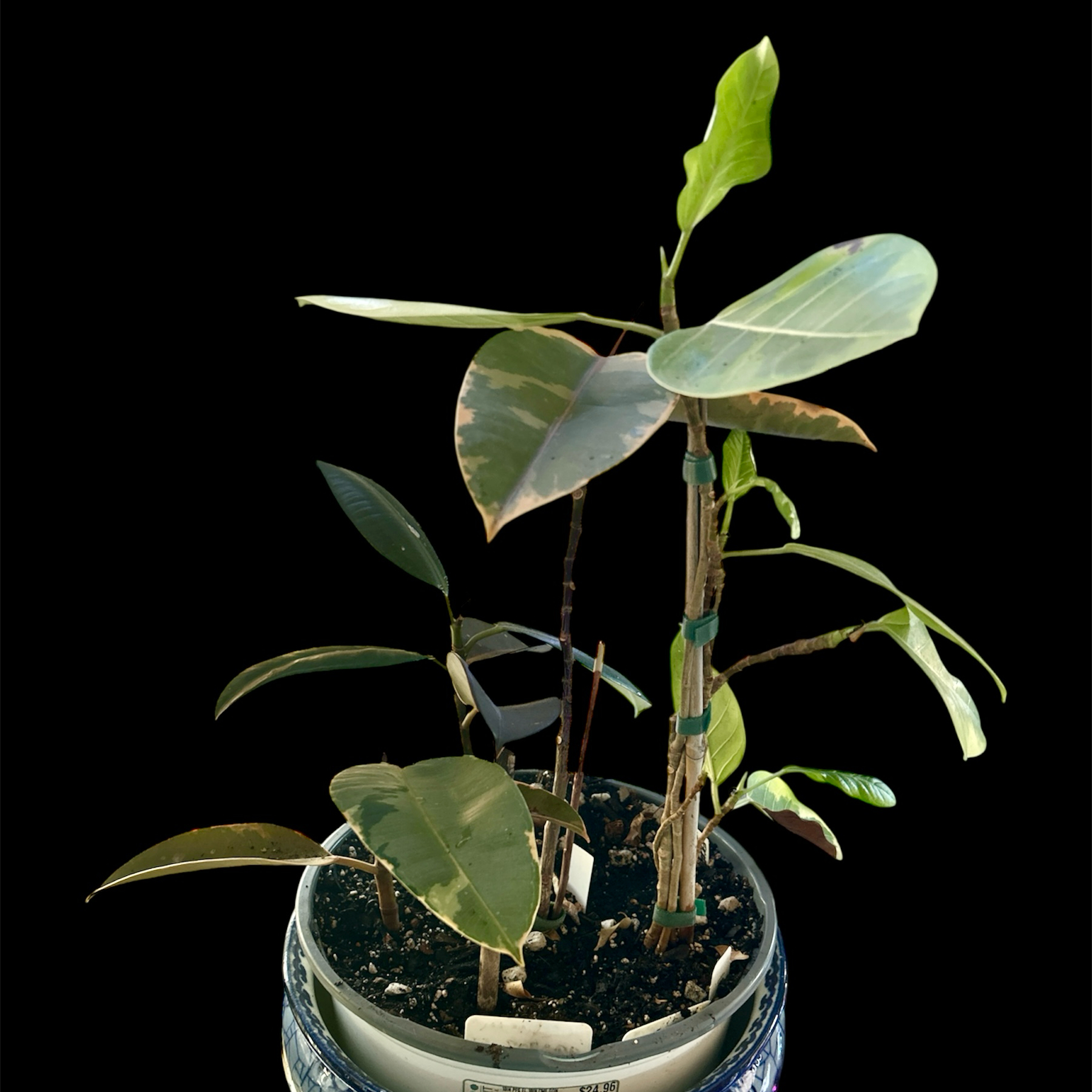 Photo of the plant species El Dorado Weeping Fig by @YammieOf3 named Ficus FP multi plants on Greg, the plant care app