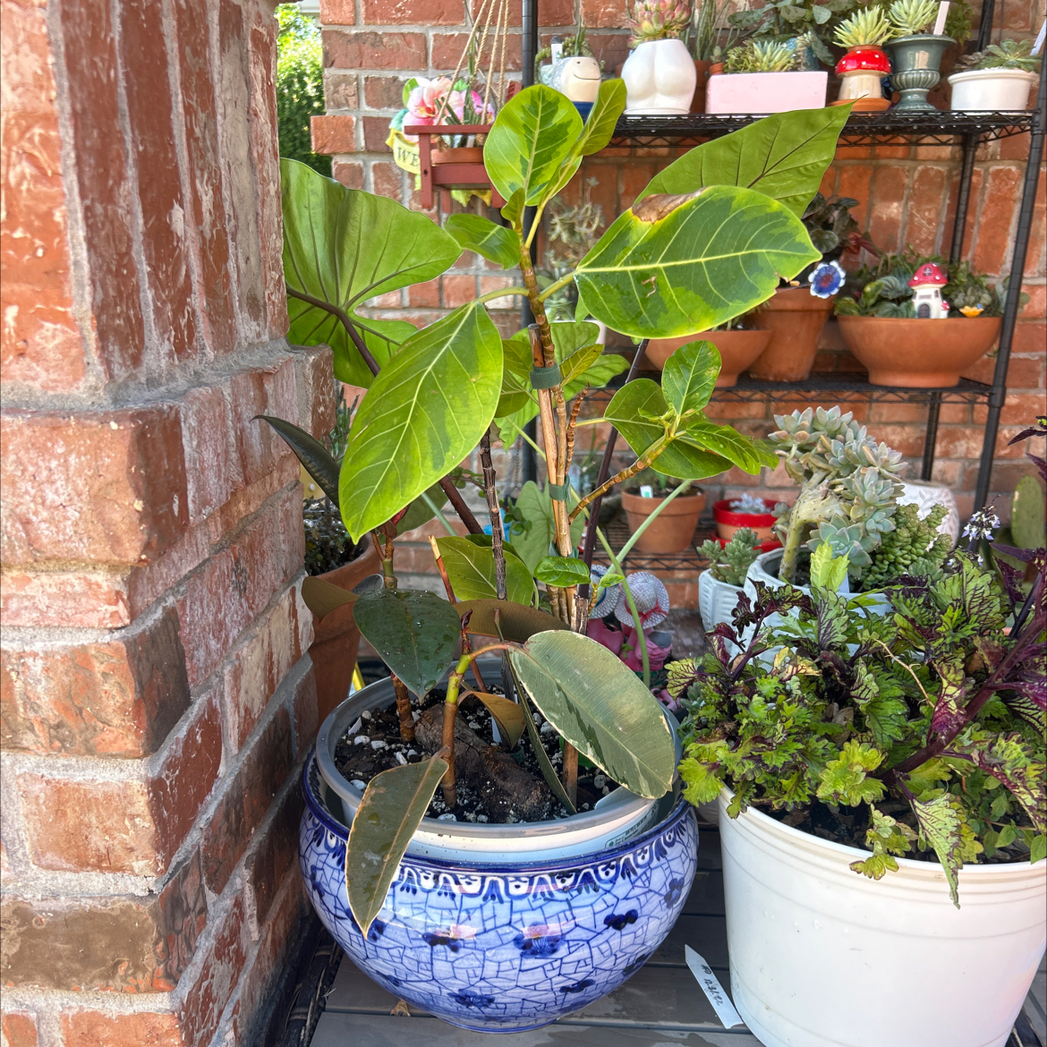 Photo of the plant species El Dorado Weeping Fig by @YammieOf3 named Ficus FP multi plants on Greg, the plant care app
