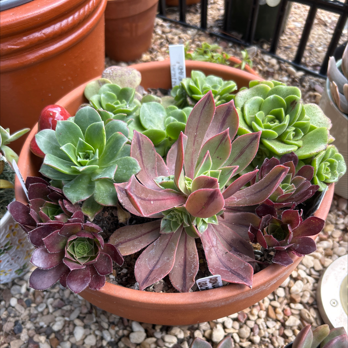 Potted Aeonium 'Lily Pad' with multiple healthy rosettes and visible soil.