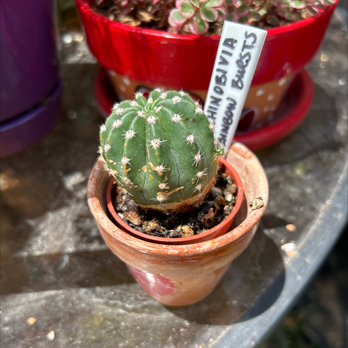 Echinobivia 'Rainbow Bursts' cactus in a terracotta pot with visible soil.