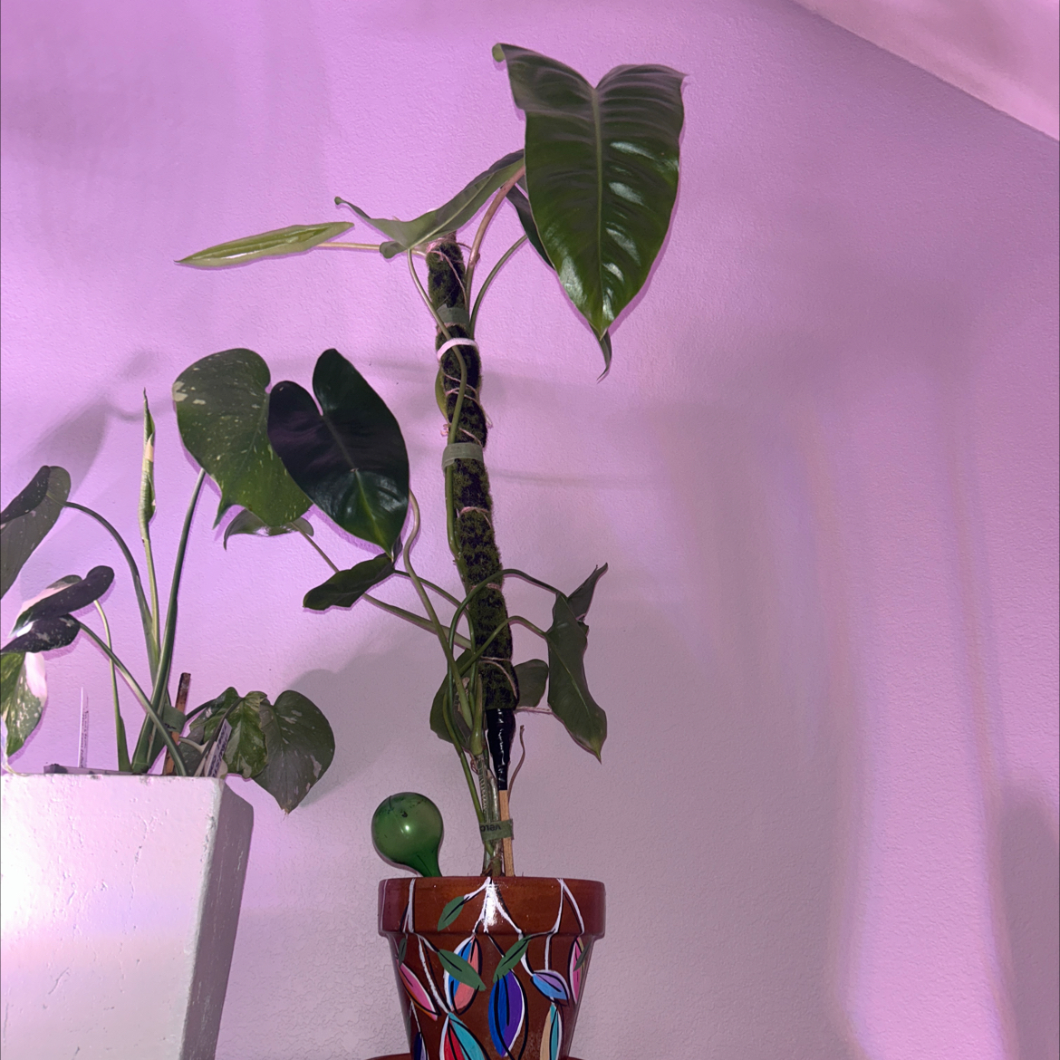 Philodendron Burle Marx plant in a decorative pot, appears healthy.