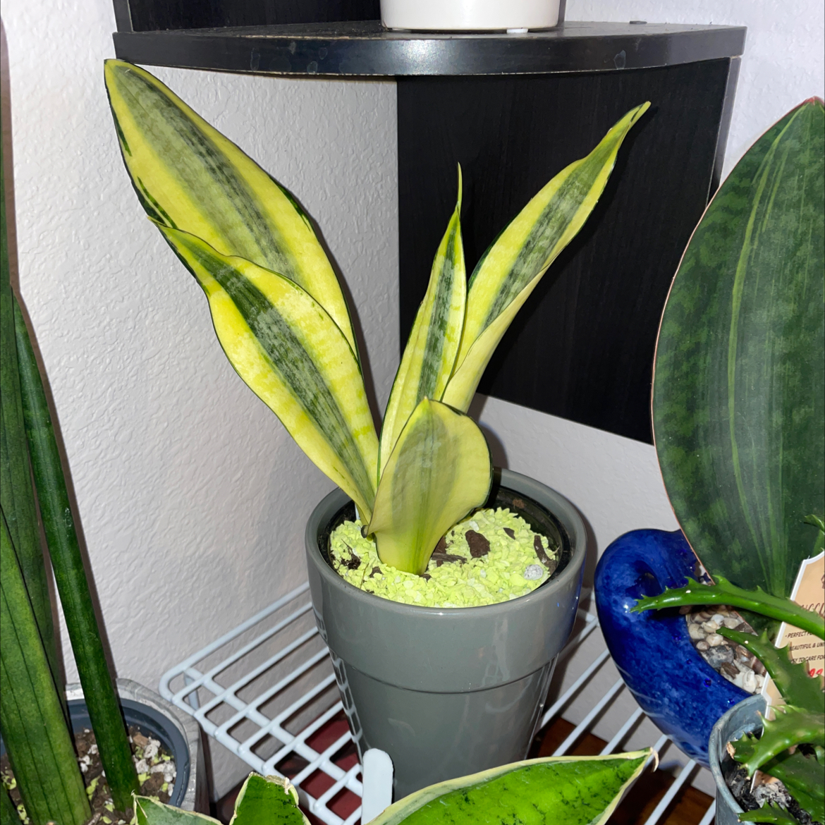 Golden Flame Snake Plant in a gray pot with variegated yellow and green leaves, indoors on a shelf.