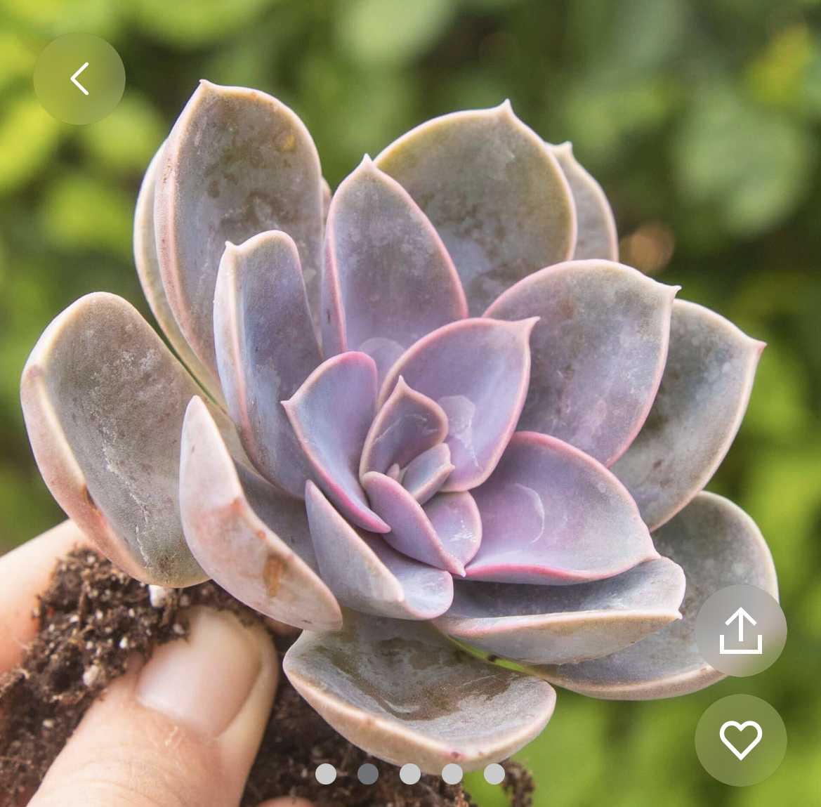 Plant care for Ciruelas on Greg, the plant care app