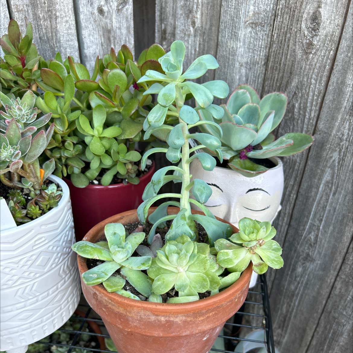 Potted Echeveria 'Lime n' Chile' with multiple rosettes, surrounded by other succulents.