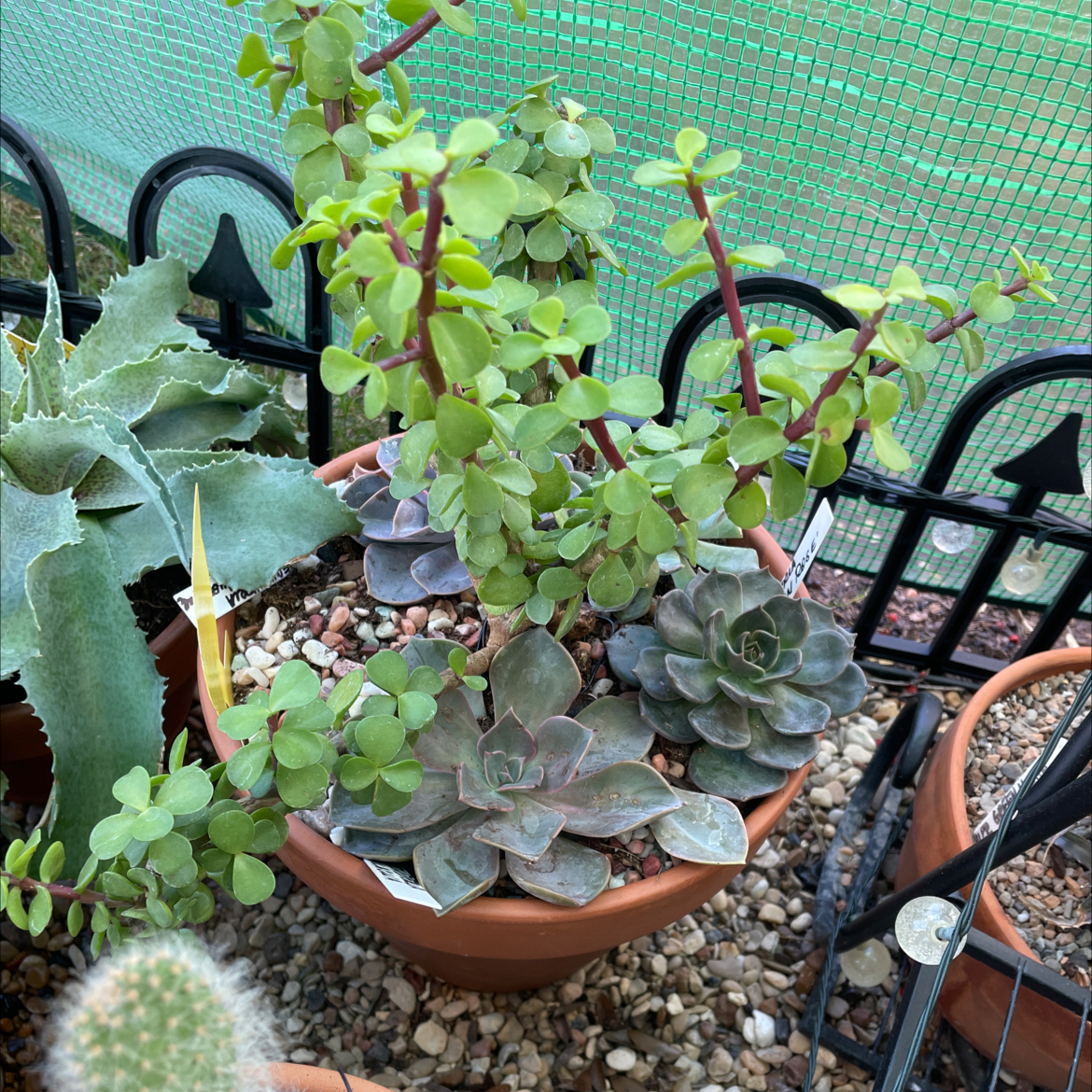 Potted Echeveria 'Arctic Ice' with other succulents, healthy and well-framed.