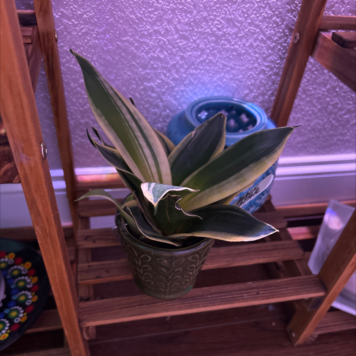 Black Star Snake Plant in a pot on a wooden shelf, appears healthy with variegated leaves.