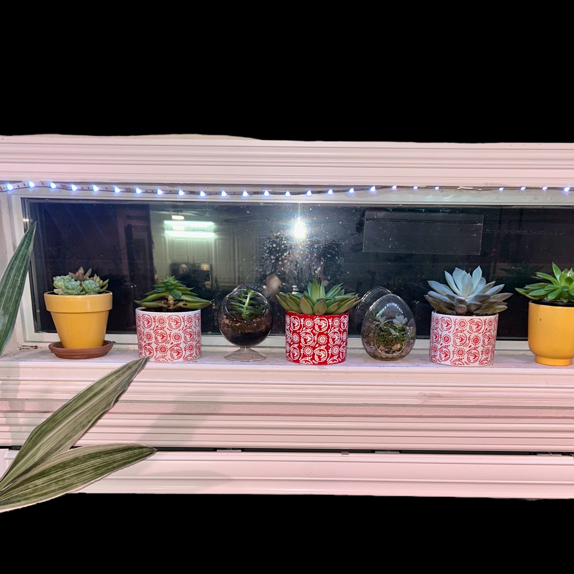 Photo of the plant species Rejoice Echeveria by @YammieOf3 named UW5 Echeveria Mix on Greg, the plant care app