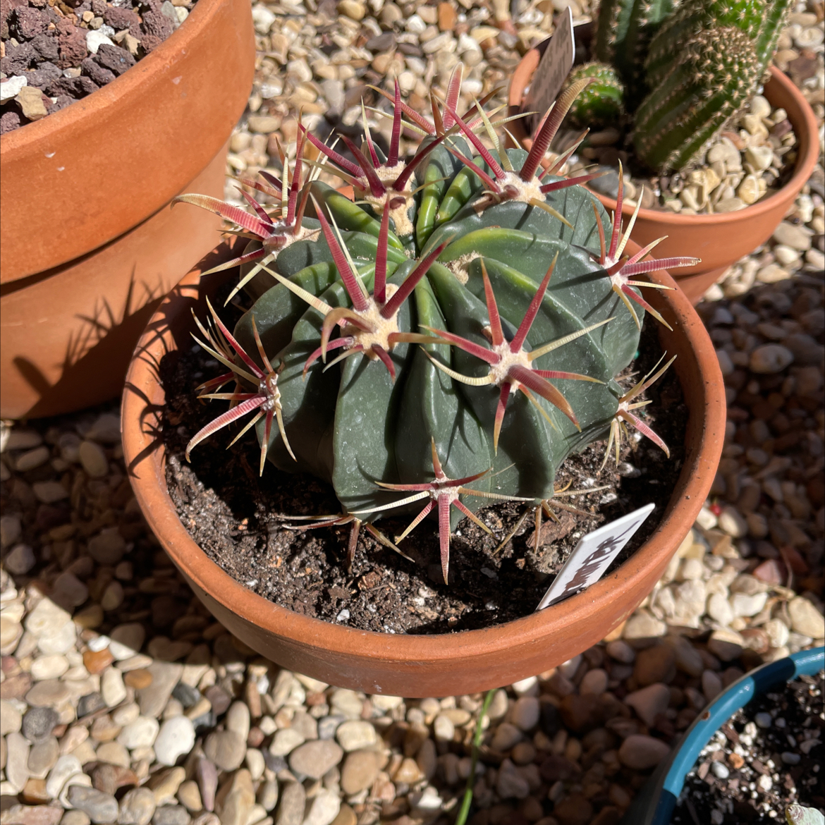 Devil's Tongue Barrel Cactus in a terracotta pot with visible soil and no signs of distress.