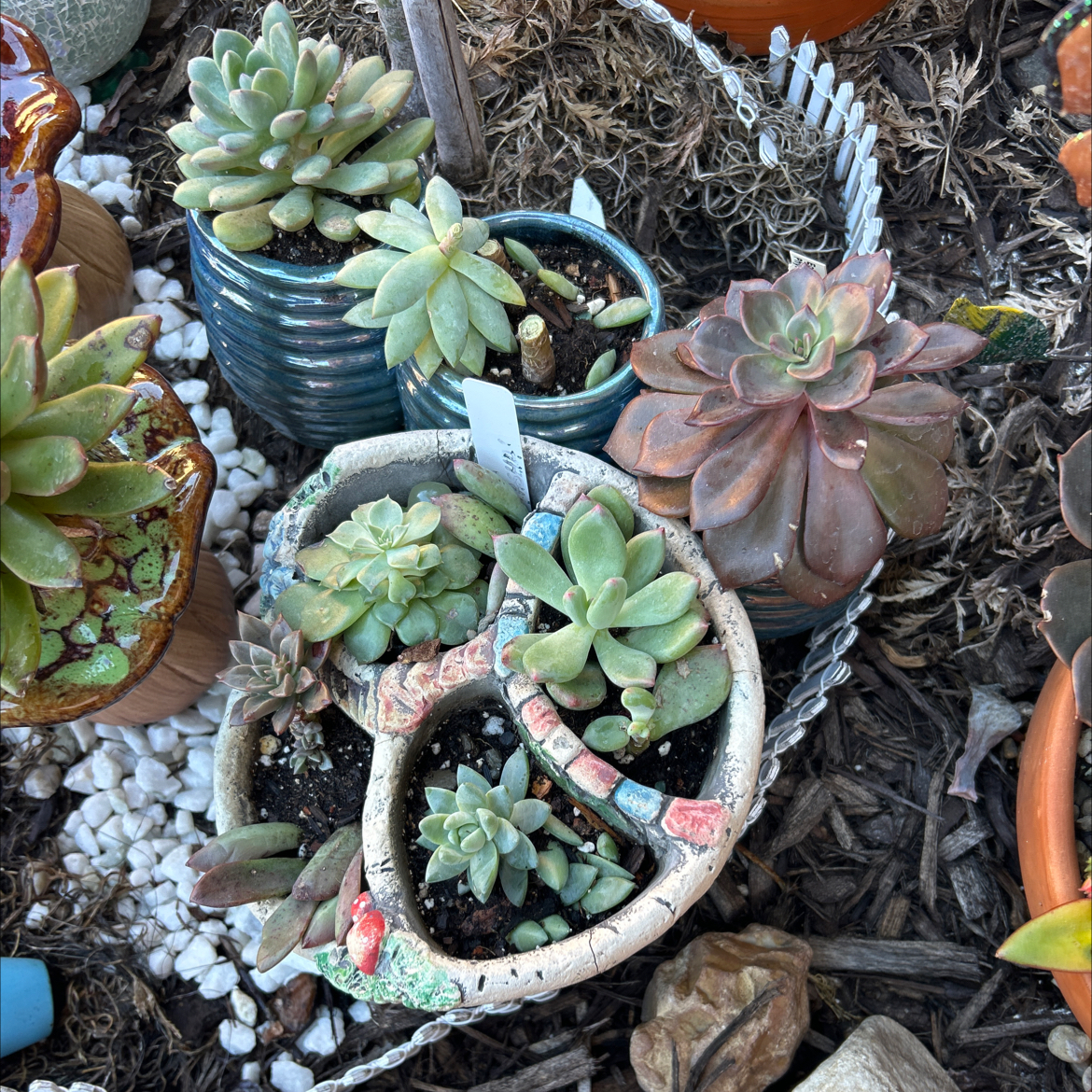 Assorted succulents in various pots with visible soil and minor leaf discoloration.