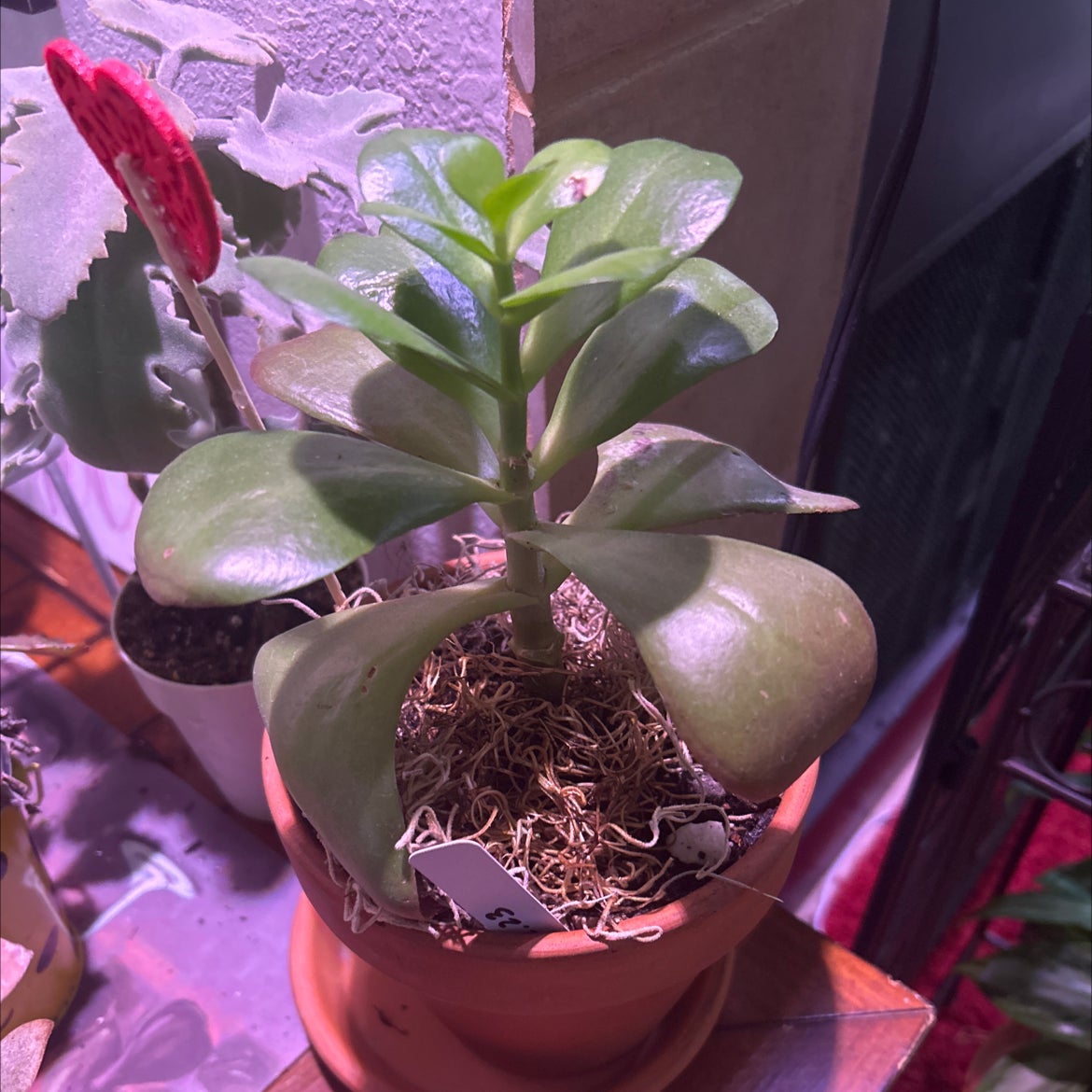 Best Potting Soil Mix for Dragonfire Kalanchoe