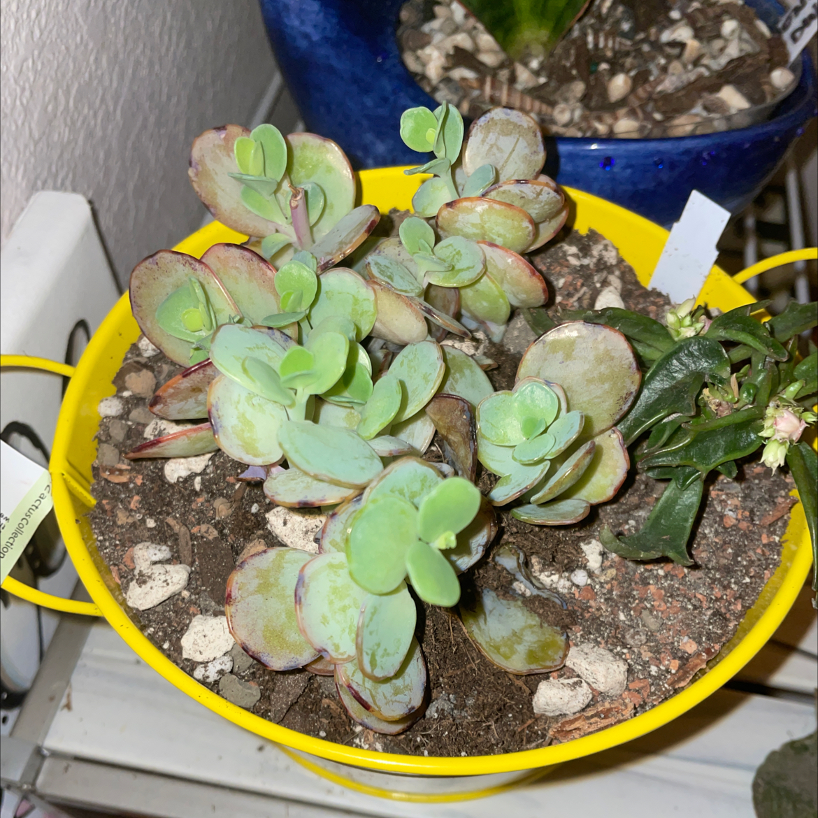 Assorted succulents in a yellow pot with visible soil, no flowers.