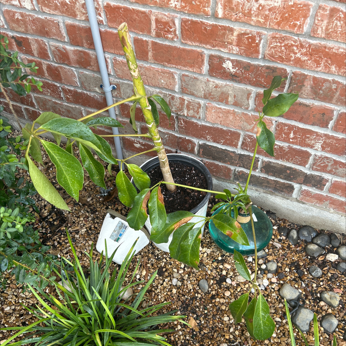 Octopus Tree plant with some browning and yellowing leaves, potted against a brick wall.