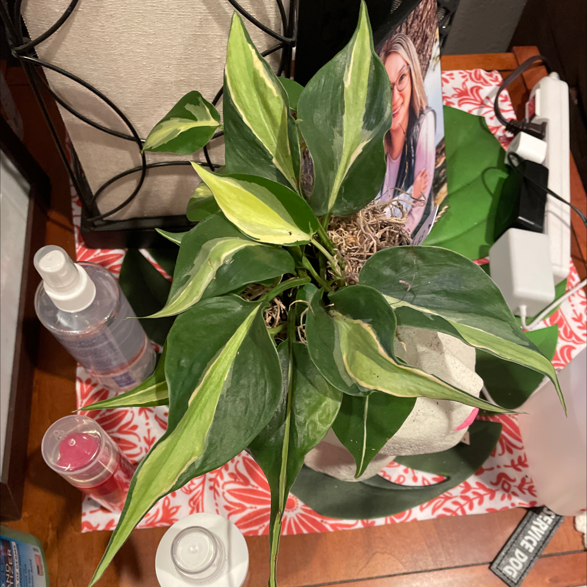 Philodendron 'Cream Splash' plant with variegated leaves on a table with various items.