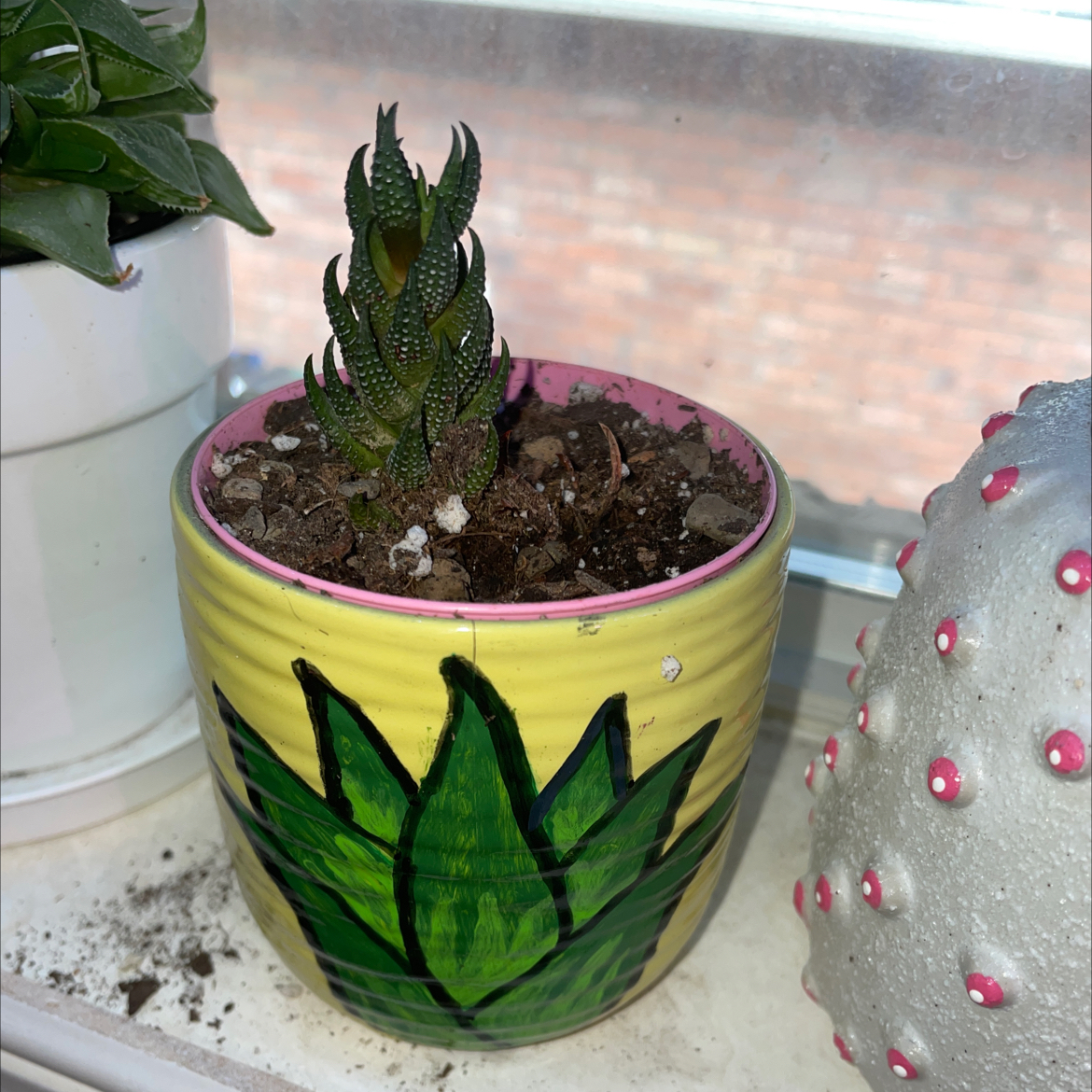 Zebra Wart plant in a decorative pot with visible soil, well-framed and in focus.