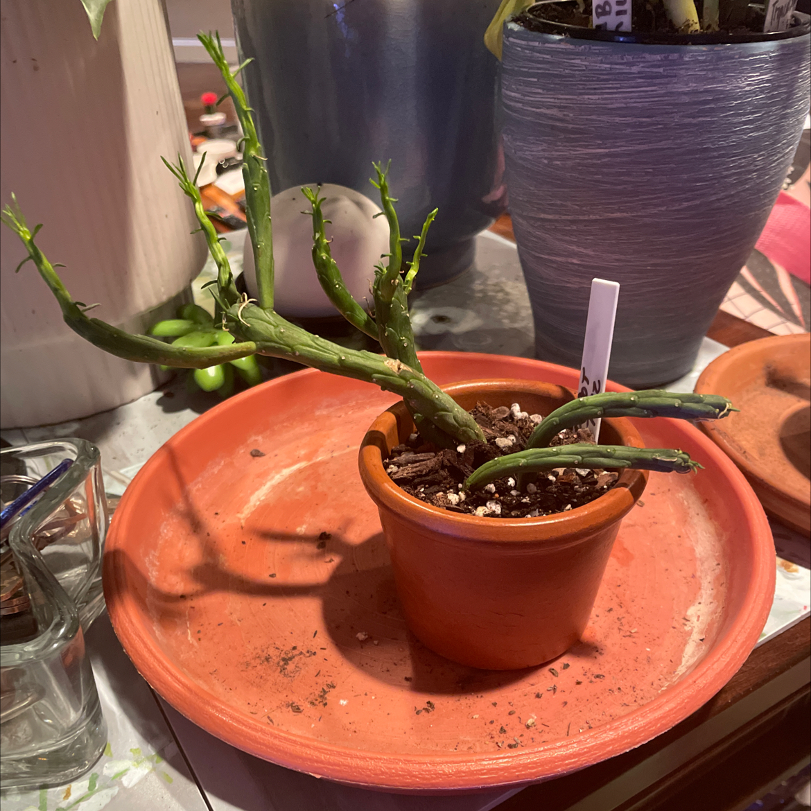 Medusa's Head (Euphorbia caput-medusae) in a terracotta pot on a saucer.