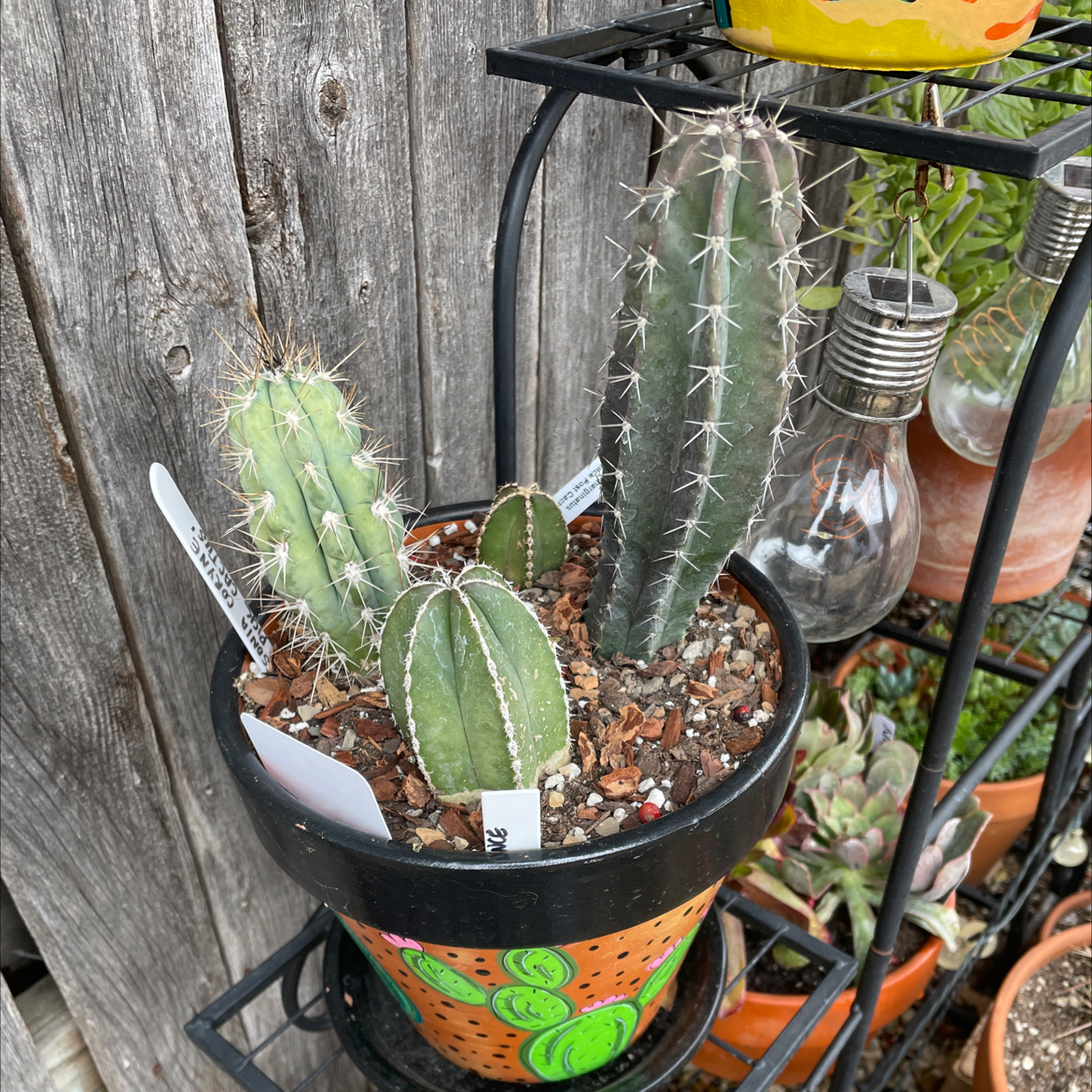 Potted Mexican Fence Post Cactus with other cacti, healthy and well-framed.