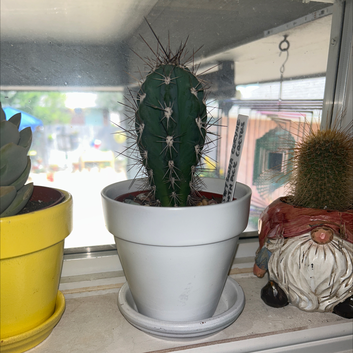 Toothpick Cactus in a white pot on a windowsill, with other plants and decorations nearby.