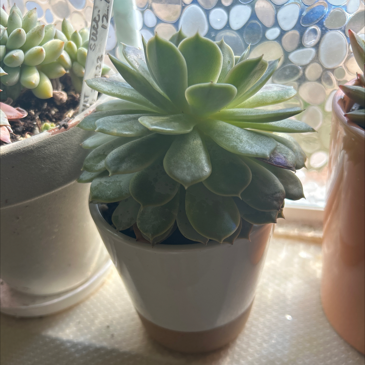 Echeveria 'Fleur Blanc' succulent in a white pot, healthy green leaves.