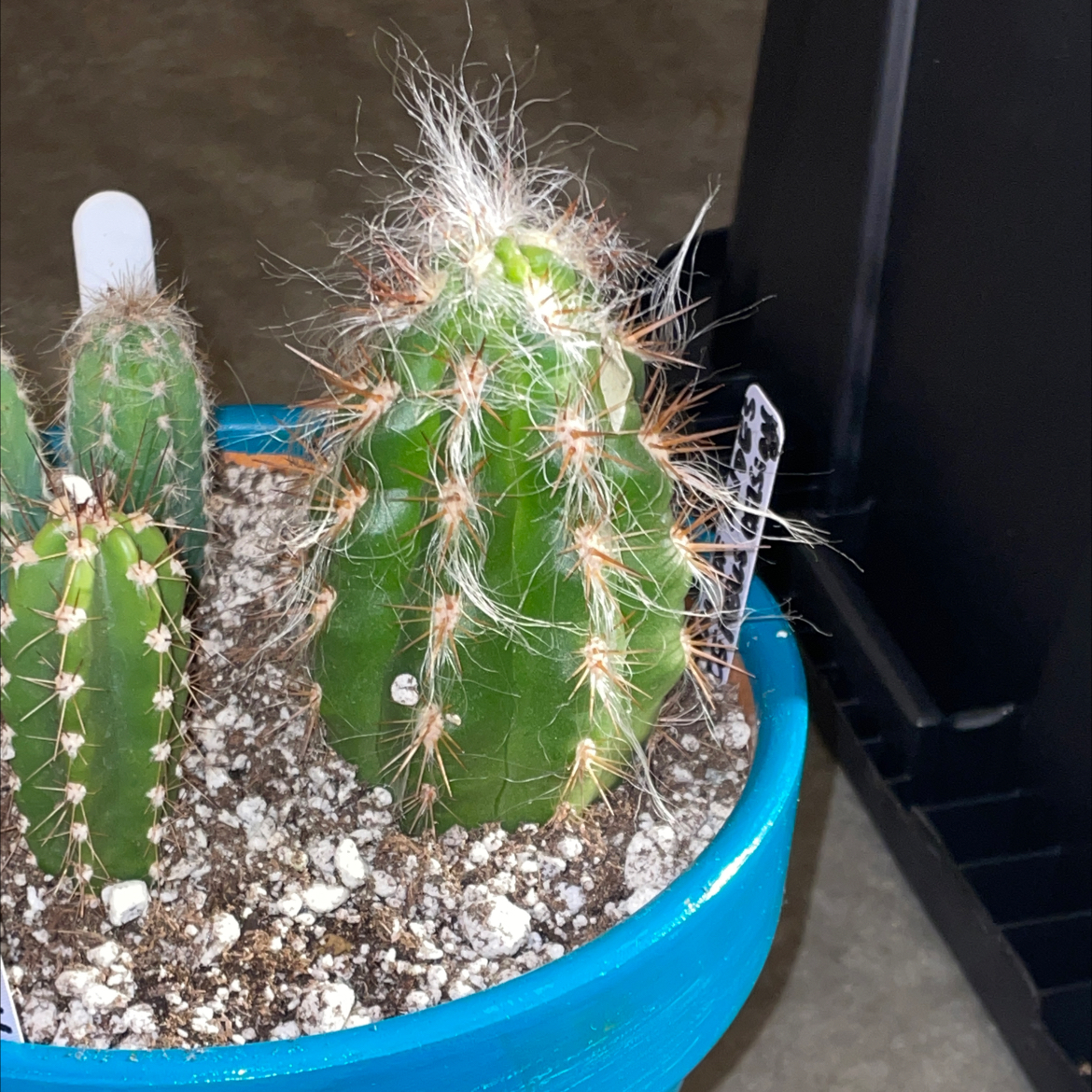 Old Man of the Andes cactus in a blue pot with visible soil, well-framed and in focus.