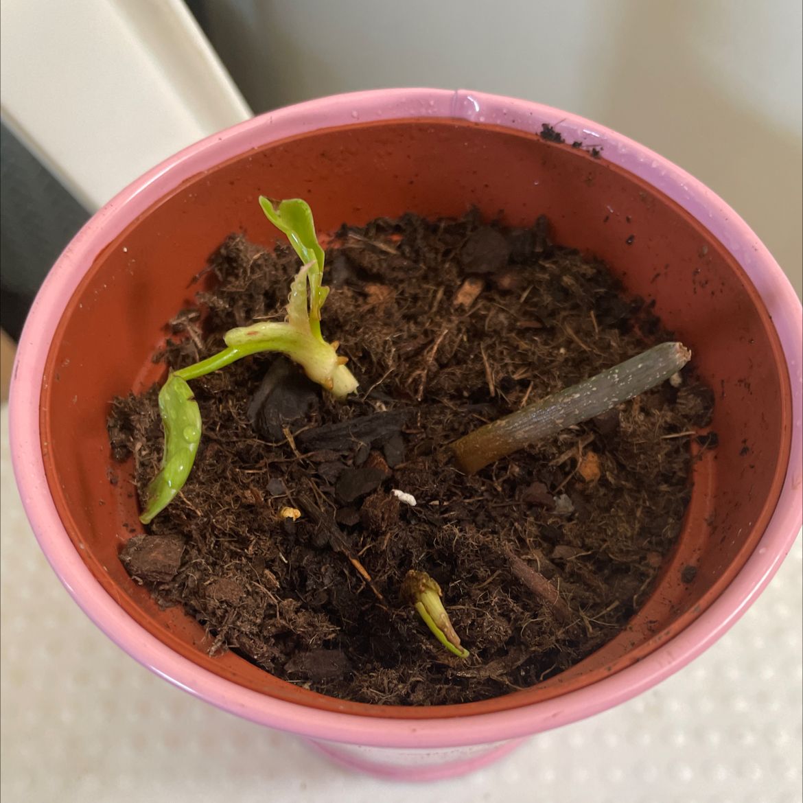 Small Philodendron mayoi plant in a pink pot with visible soil.