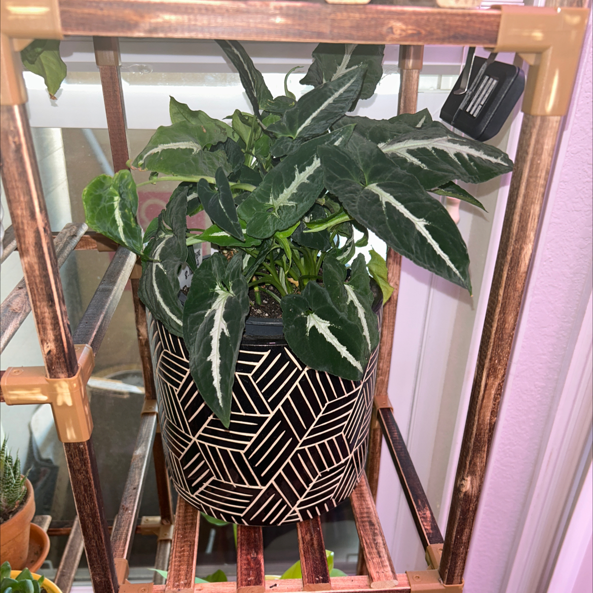 Syngonium wendlandii plant in a decorative pot on a wooden shelf.
