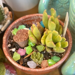 Living Pebble plant