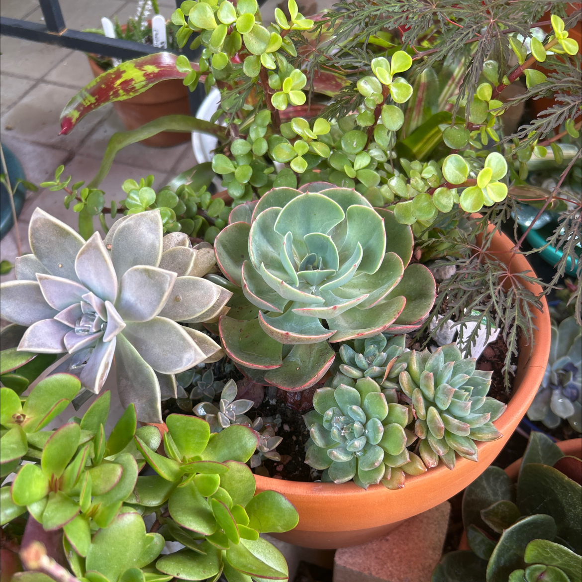 Assorted succulents in a terracotta pot, appearing healthy with vibrant leaves.
