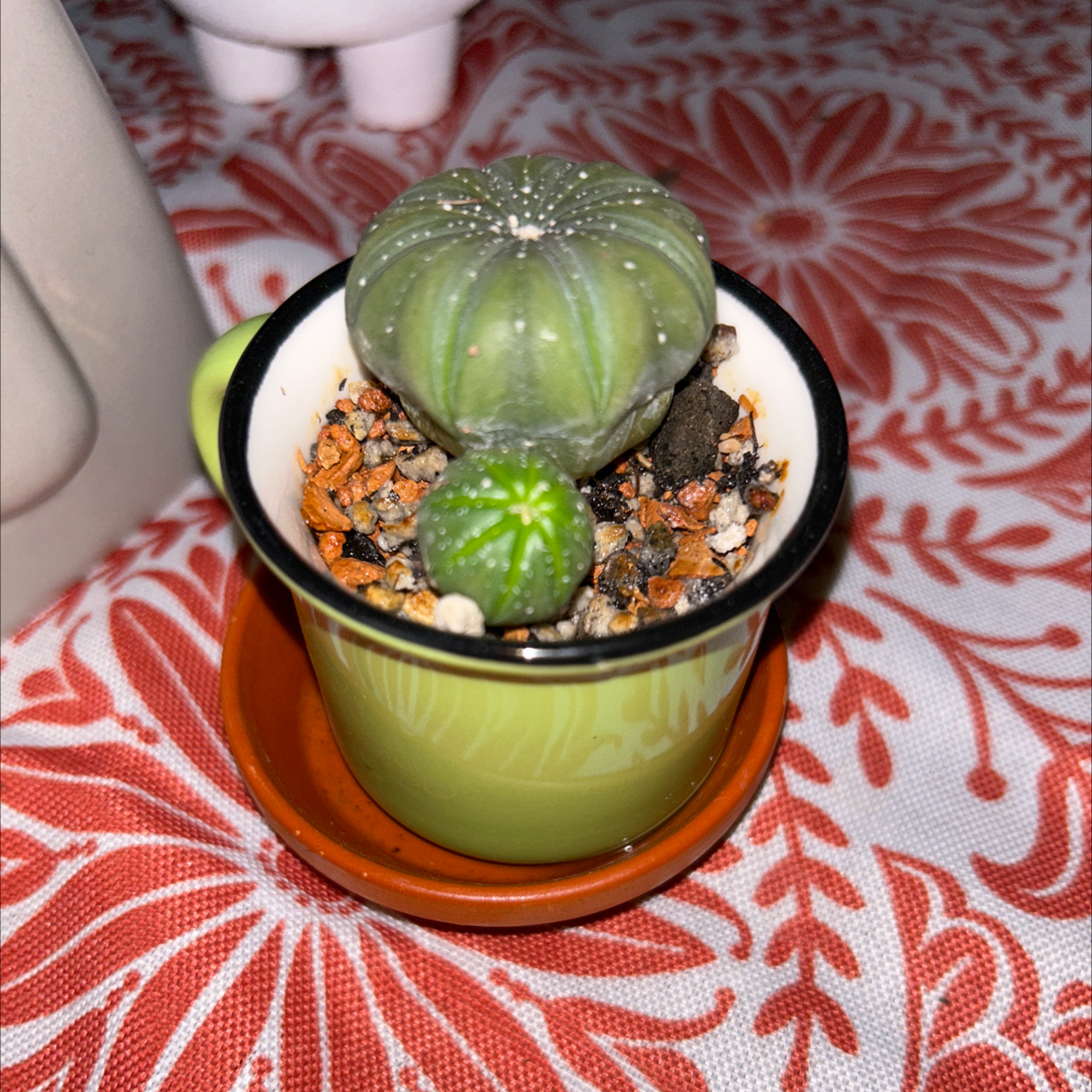 Sand Dollar Cactus in a small pot with visible soil, appears healthy.