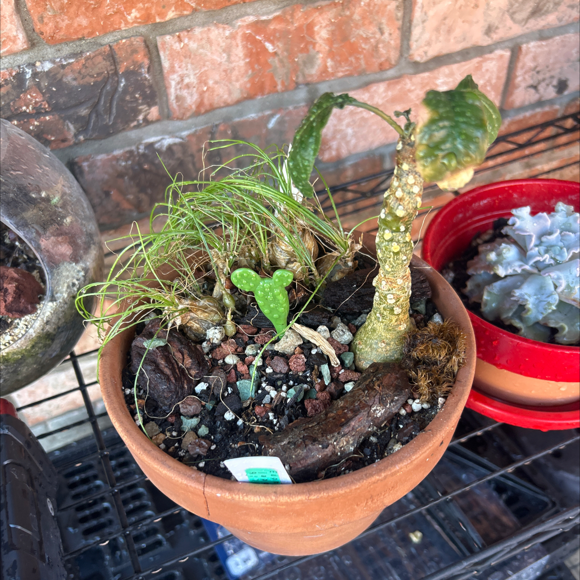 Photo of the plant species Dorstenia foetida subsp. foetida by @YammieOf3 named Dorstenia crispa FP on Greg, the plant care app