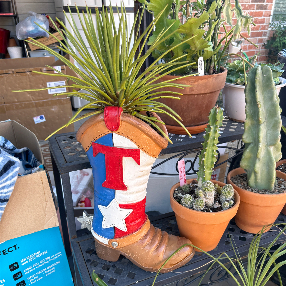 Twin-Flowered Agave in a decorative boot-shaped pot with other plants in the background.