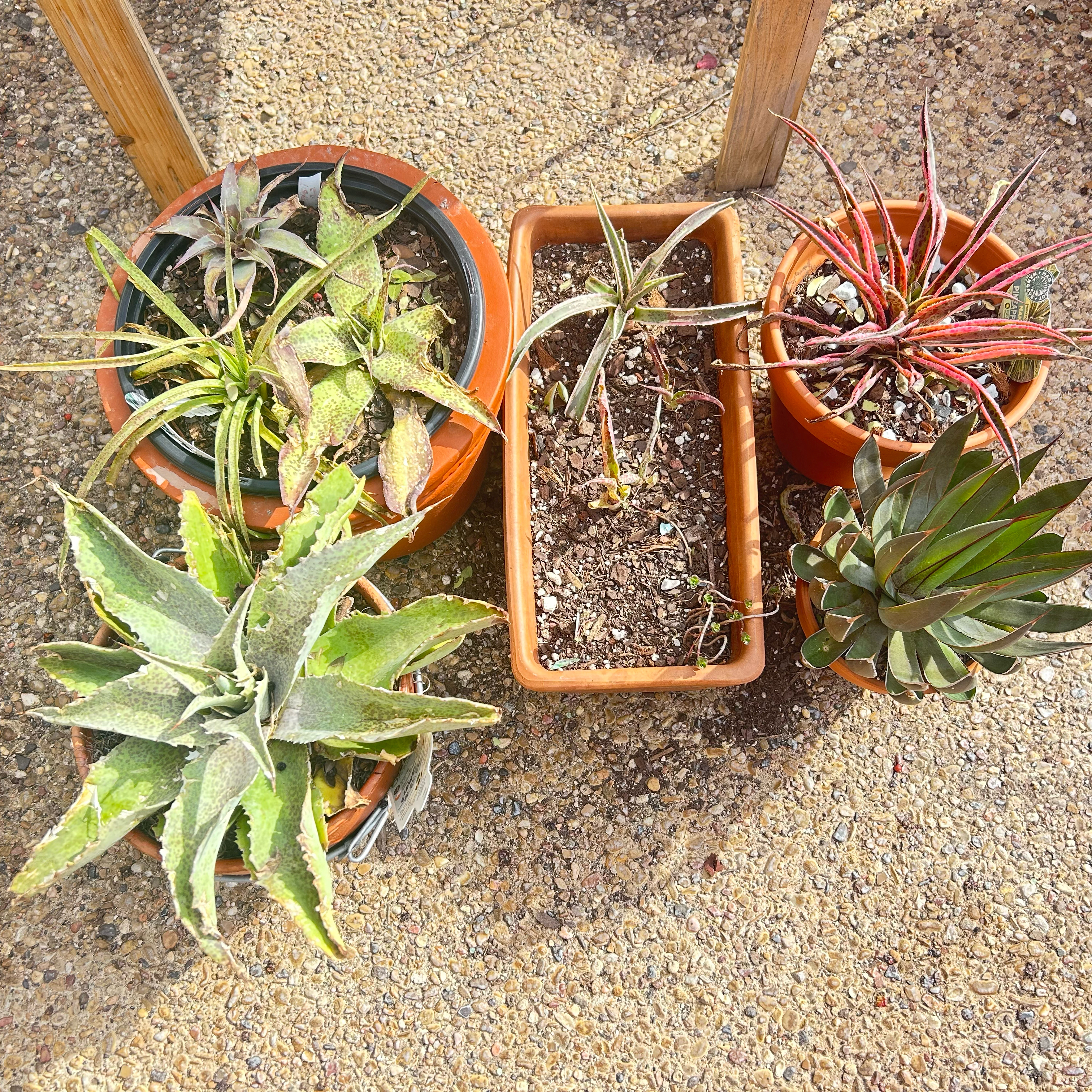 Photo of the plant species Mangave 'Tooth Fairy' by @YammieOf3 named Mangave Arrangement (6) on Greg, the plant care app