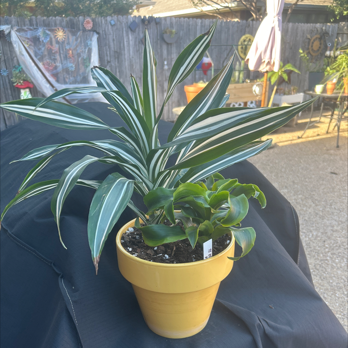 Potted White Jewel Dracaena with healthy green and white-striped leaves.